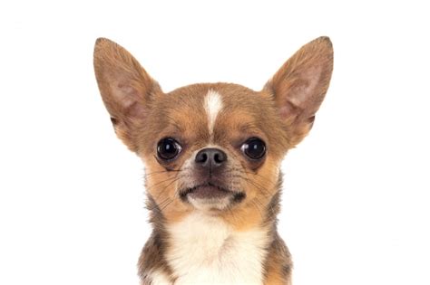 Premium Photo Funny Brown Chihuahua With Big Ears