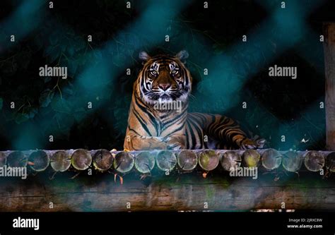 Bengal Tiger Laying Down In Captivity Looking Starlight Into Camera