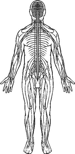 Nervous System Black And White Clip Art Library