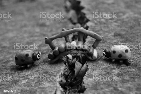 Two Ladybugs Are Placed Opposite Each Other Stock Photo Download