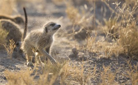 Walking With Meerkats An Intimate Wildlife Experience Rhino Africa
