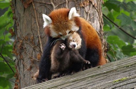 Top 5 Reasons To Love Red Panda Mothers