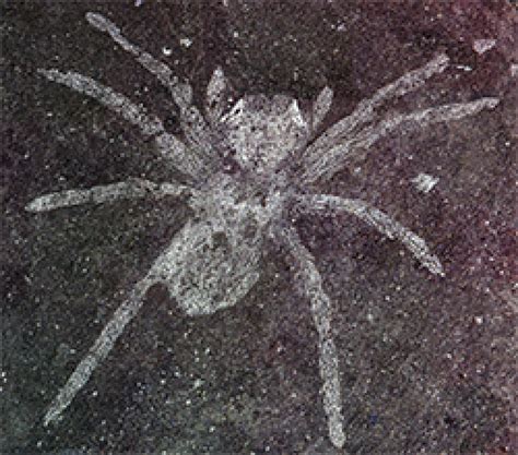 This Spiders Eyes Glow Even Though It Died 110 Million Years Ago