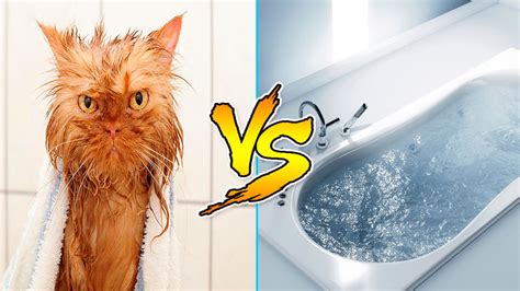 Cats Vs Water Cats Falling In Water Funny Cats 2016 Funny Cat