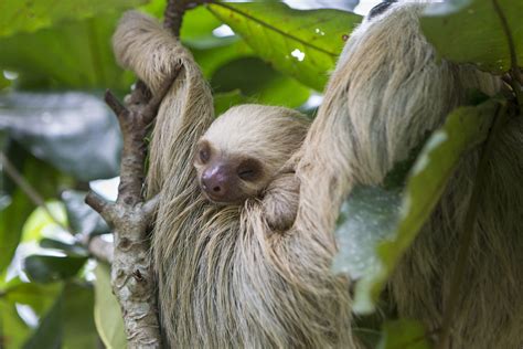 How Much Do Sloths Sleep The Sloth Conservation Foundation
