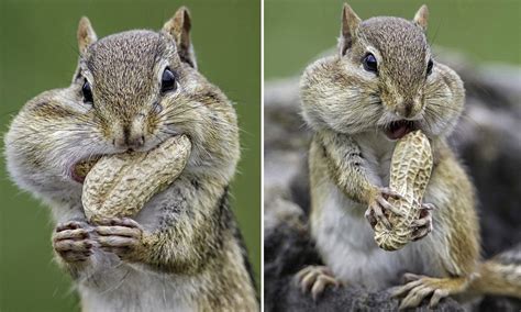 Greedy Chipmunk Gorges On Nuts Until His Cheeks Look Ready To Explode