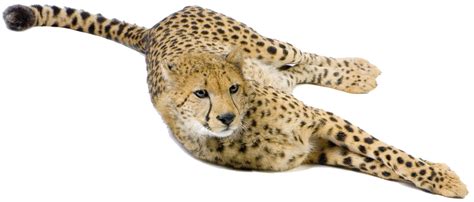 Cheetah Big cat Terrestrial animal Snout - cheetah png ...