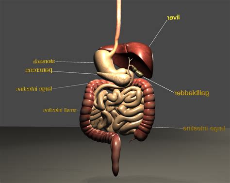 Artstation Digestive System 3d Model Resources