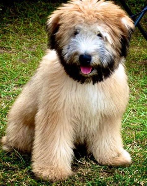 Top 10 Alpha Male Dogs With Beards Paperblog
