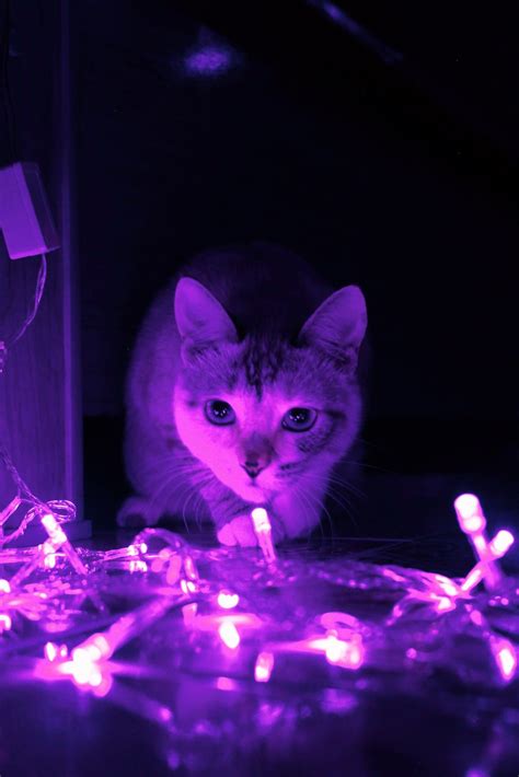 Pin By Thallyta Ferreira On Mia Purple Cat Cat Aesthetic Dark