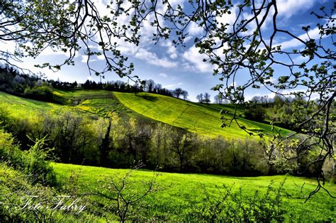 Green Hills With Trees HD Wallpaper Wallpaper Flare