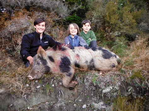 Boar Hunting · New Zealand Safaris