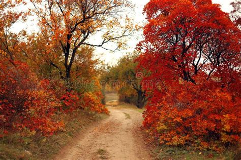 Road Through The Forest Trees And Bushes With Red Autumn Leaves Stock