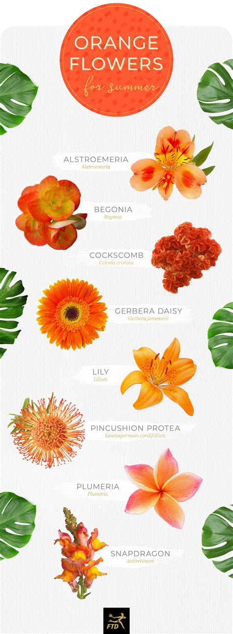 20 Types Of Orange Flowers Types Of Oranges Orange Flowers