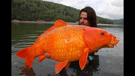Hd to 4k quality, free to download! Most famous Giant Goldfish in the world - Raphaël Biagini ...