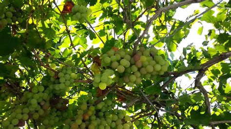 So no matter what type of fruit you prefer, whether it be citrus or sweet or. Grape tree in cyprus 'Joel Jamkatel' - YouTube