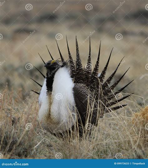 Greater Sage Grouse Centrocercus Urophasianus N Se Wyoming 5 Stock