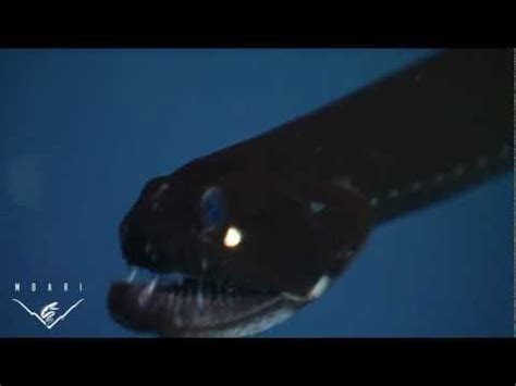 How did an underwater photographer get this photo of a pacific black dragonfish (idiacanthus antrostomus)? Black Dragonfish -- Deep-Sea Fish Facts, Pictures, And ...