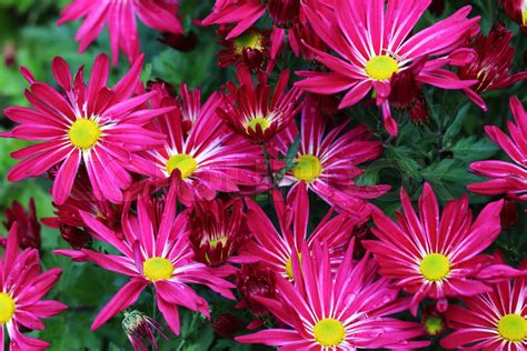 Red Chrysanthemums Flowers In The Garden Stock Image Colourbox