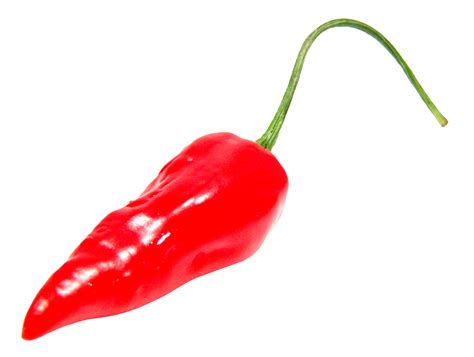 Red Chili Pepper Png Image Purepng Free Transparent Cc0 Png Image