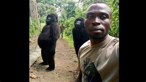 ¿ya Viste Esta Foto De Dos Gorilas Y Dos Hombres Conoce La Historia