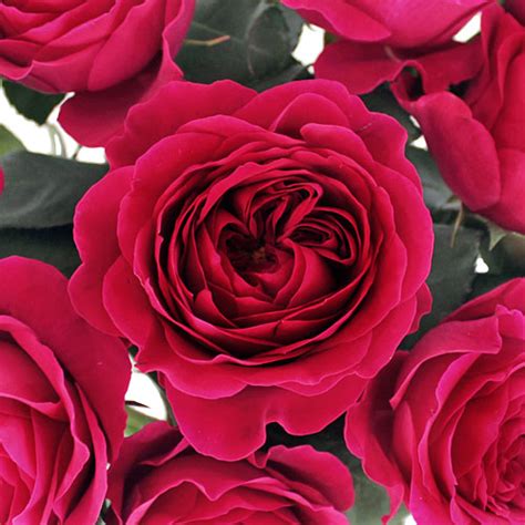 Darcey Rubine Red David Austin Garden Rose Wholesale Rose Fiftyflowers