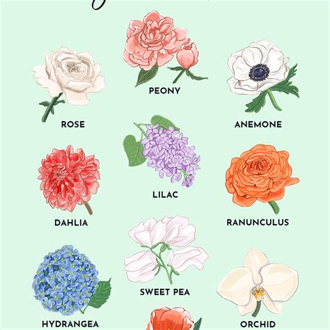 Different Flowers Types Types Of Flowers 170 Flower Names Pictures