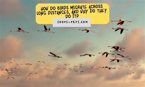 How Do Birds Migrate Across Long Distances And Why Do They Do It