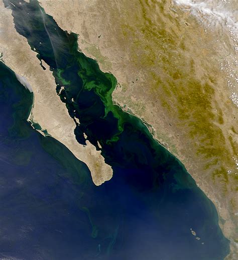 Nasa Visible Earth Seawifs Phytoplankton Bloom In Gulf Of California