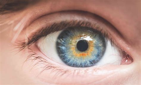 Anatomie van het oog - Med NL