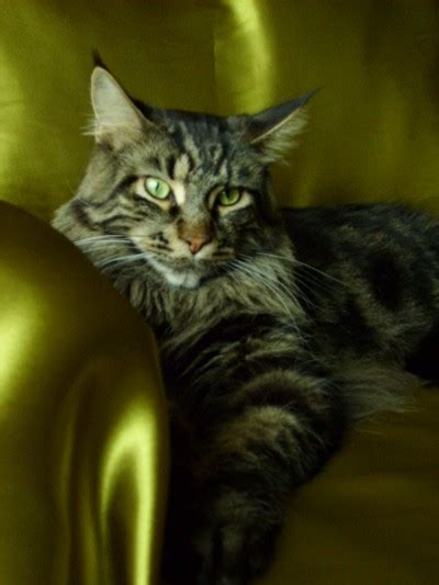 Fashion, home & garden, electronics, motors, collectibles & arts Maine Coon Cat Breeders USA
