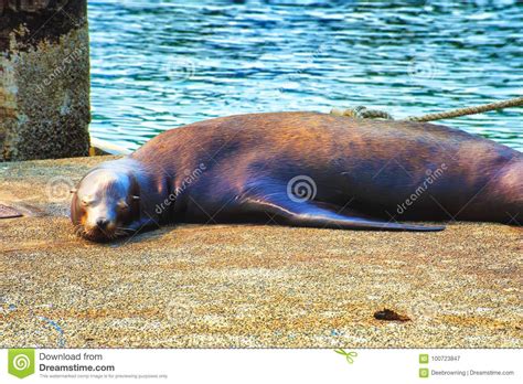 Closeup Of A Seal Laying On Dock Stock Image Image Of Sleeps Animal