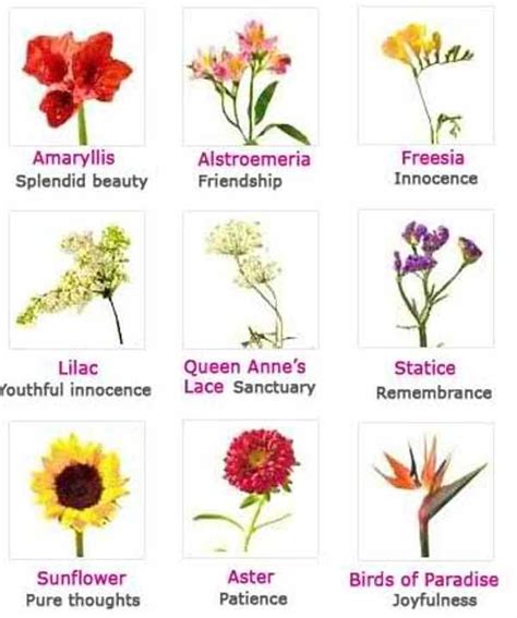 Types Of Flowers And Their Meanings Free Reference Images Flower Meanings Flowers Names And