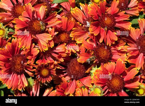 Gaillardia Aristata Spin Top Yellow Touch Hi Res Stock Photography And