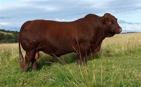 Bonsmara Bull Sold For A Record R18 Million