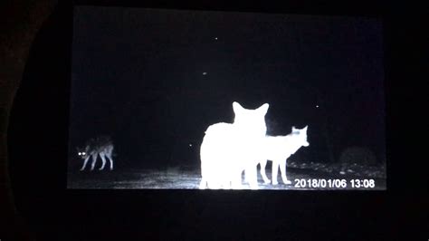 Coyotes In My Yard YouTube