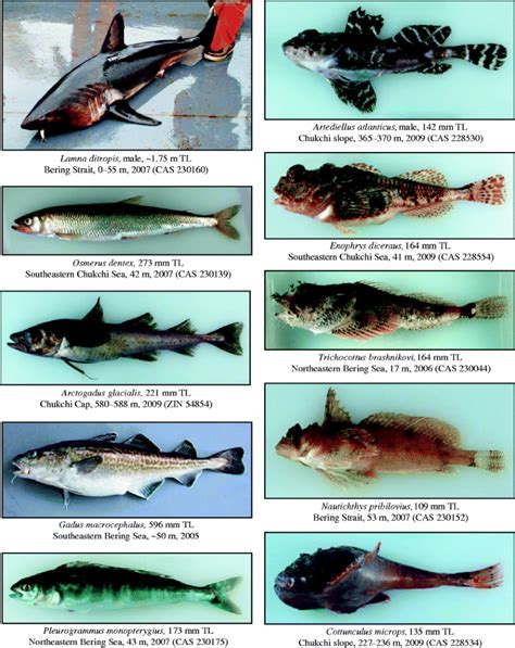 Biodiversity Of Arctic Marine Fishes Taxonomy And Zoogeography