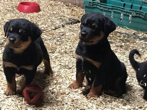 They are almost two months old, with two girls, one of whom is. Rottweiler Puppies For Sale | Los Angeles, CA #330582