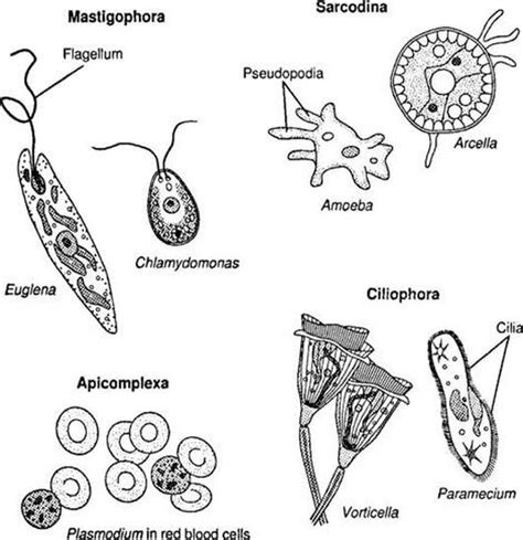 protozoa microbiology and parasitology