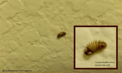 Small Black Bugs In House That Jump Marvellous Things Newsletter Photos
