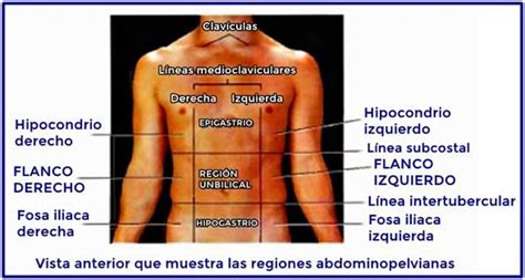 Regiones Abdominopélvicas Cavidades Del Cuerpo Corporales Iliaco