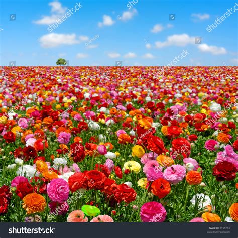 Flowers Field Stock Photo 3151283 Shutterstock