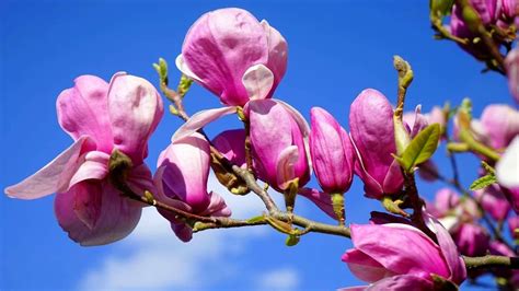 Beautiful Spring Flowers In Blue Sky Hd1080p Youtube