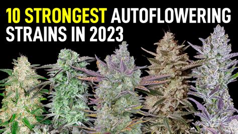 Top 10 Strongest Cannabis Autoflowering Strains In 2023 Highest Thc