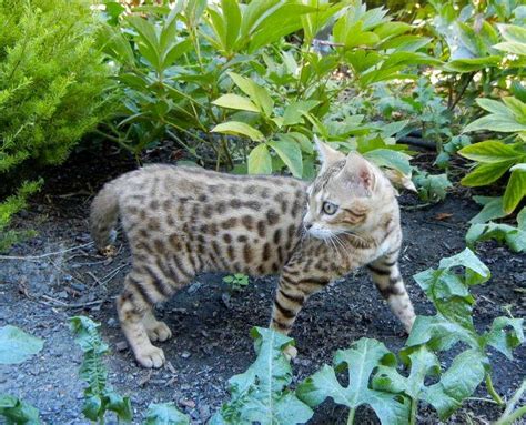 Pet parents want to know how long they can expect their cats to live. How Long do Bengal Cats Live?