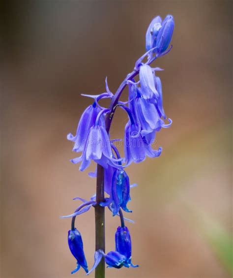 Single Stem Bluebell Flowers Stock Photo Image Of Macro Delicate