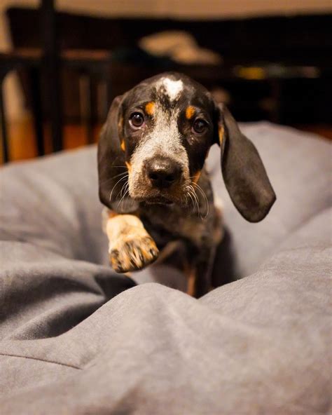 The 15 Cutest Coonhounds Currently Online Pettime