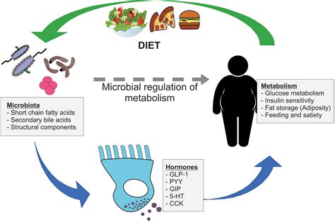Frontiers The Influence Of The Gut Microbiome On Host Metabolism