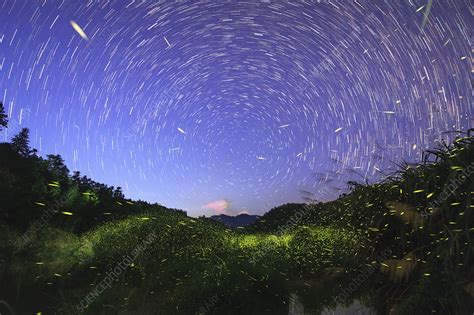 Star Trails And Fireflies Time Exposure Image Stock Image C040