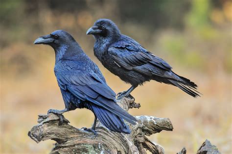 Ravens Negative Emotions Could Be Contagious Cottage Life
